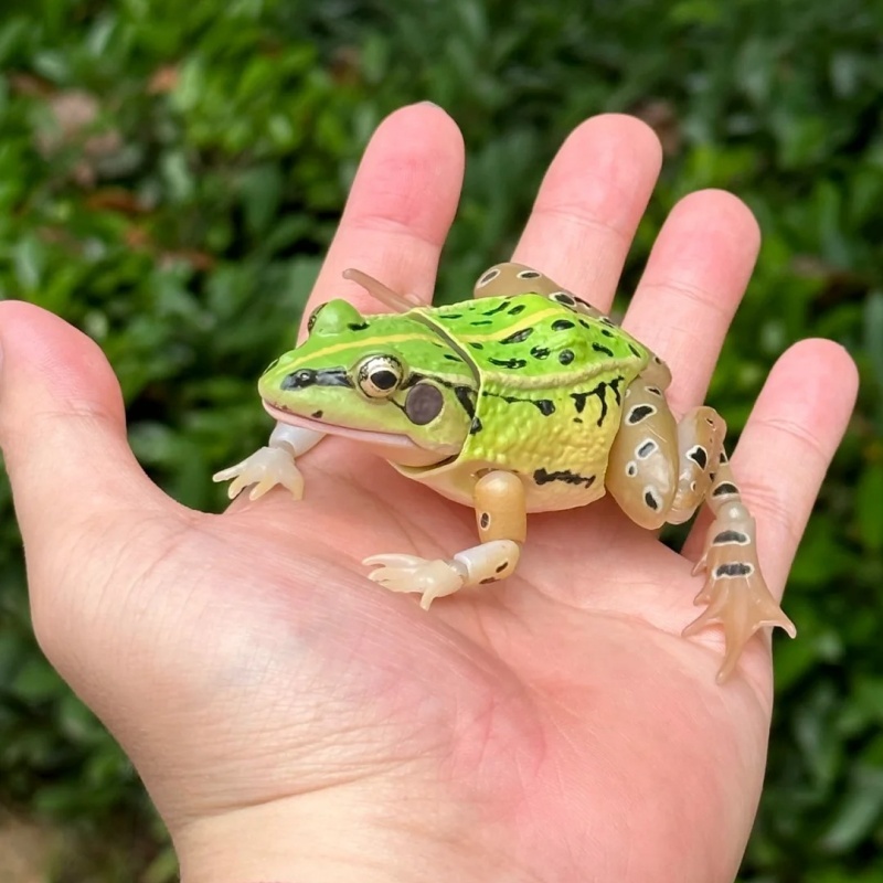 Science Toy - BANDAI Offizieller realistischer schwarz gepunkteter Frosch-Gashapon